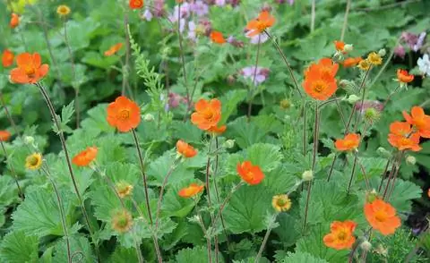 Цветы авокадо (Geum) разных цветов