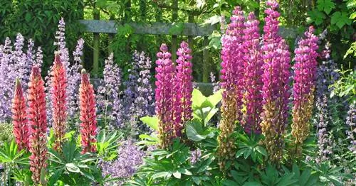 Для нетерпеливых: быстрорастущие многолетники