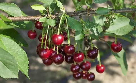 Вишня Морелло Prunus cerasus