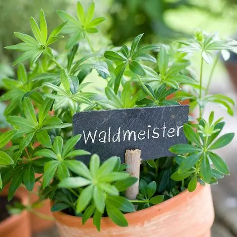 Woodruff Gallium odoratum в горшке