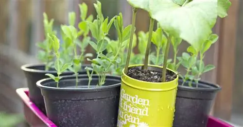 Лучшие фрукты и овощи для тени