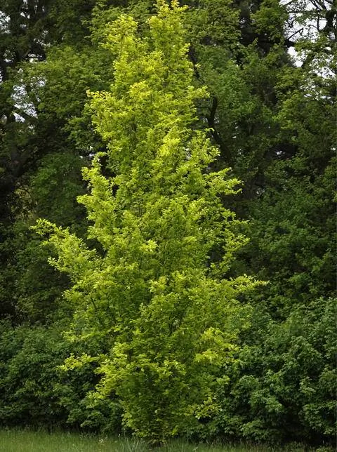 Fagus sylvatica 'Dawyck Gold'