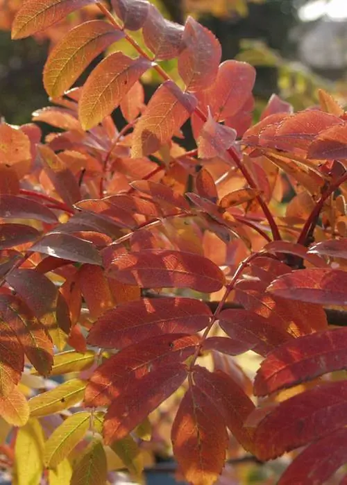 Рябина столбчатая (Sorbus aucuparia 'Fastigiata')