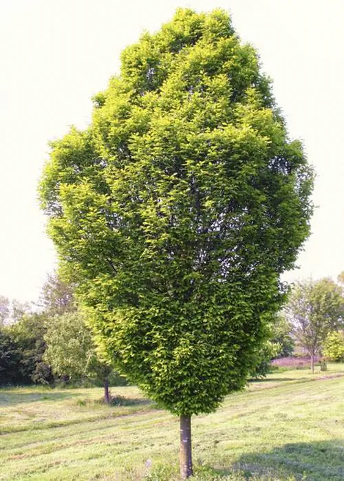 Граб Carpinus betulus fastigiata