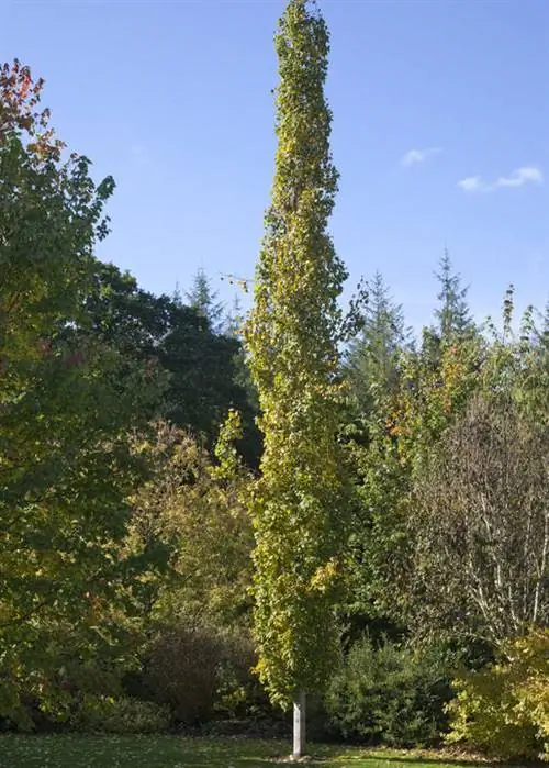 Столб осина Populus tremula erecta