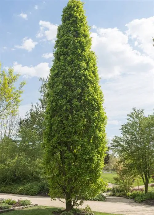Quercus robur Fastigiata