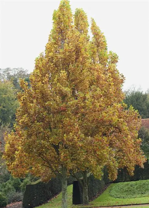 LIRIODENDRON TULIPIFERA 'FASTIGIATUM' ВЕРТИКАЛЬНЫЙ