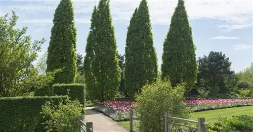 Самые красивые колонновидные деревья для любого размера сада