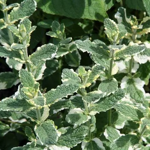 ананасовая мята