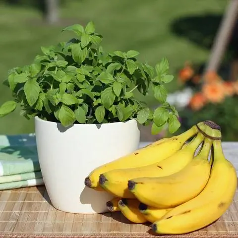 банановая мята