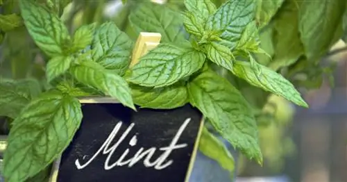 Лучшие виды и сорта мяты и их применение