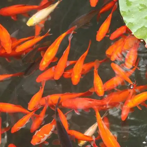 Слишком много золотых рыбок в пруду