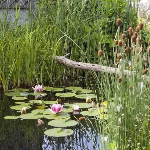 Озеленение пруда кувшинками и рогозом