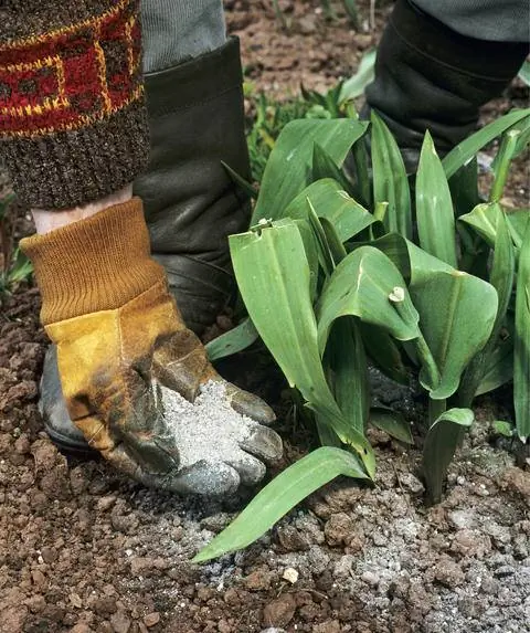 Удобрение тюльпанов роговой мукой