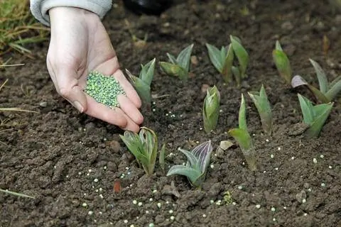 Удобряйте тюльпаны полным минеральным удобрением.