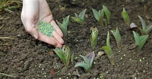 Правильно удобряйте тюльпаны