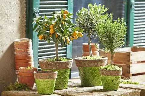 Средиземноморские горшечные растения