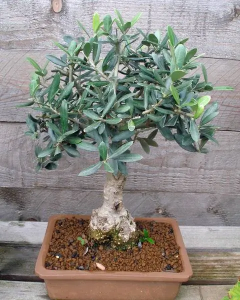 Оливковое дерево как бонсай