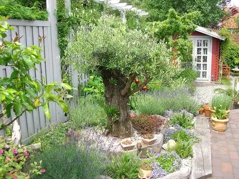 Оливковое дерево в саду