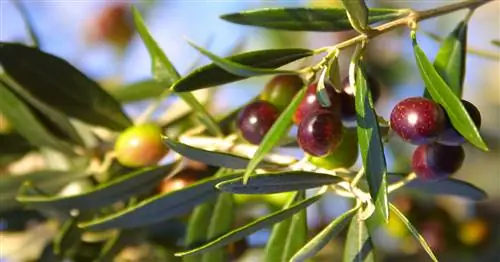 Правильно удобряйте оливковое дерево