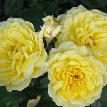 Клумбовая роза 'Yellow Meilove'