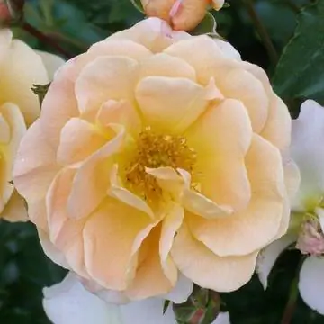 Роза мелкокустовая 'Sedana'