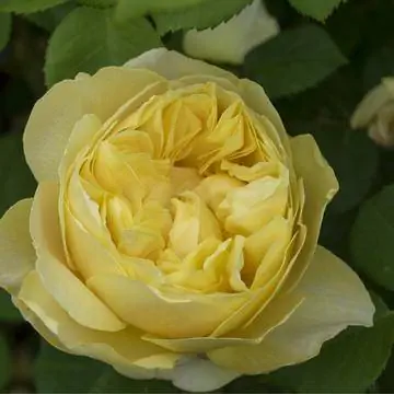 Английская роза 'Чарльз Дарвин'