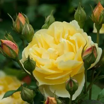 Английская роза 'Грэм Томас'