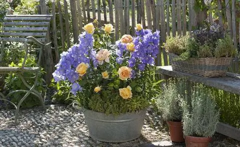 Желтые розы и синие колокольчики