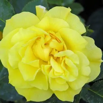 Клумбовая роза 'Friesia'