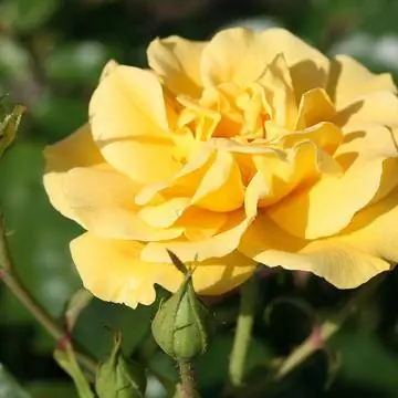 Чайно-гибридный 'Вестарт'