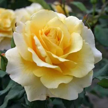 Чайно-гибридный "Солнечное небо"