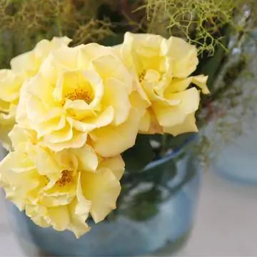 Кустовая роза 'Goldspatz'