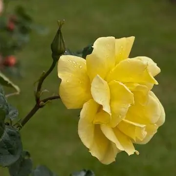 Плетистая роза "Золотые ворота"