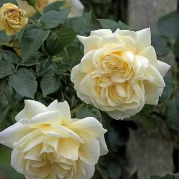 Плетистая роза 'Алхимист'