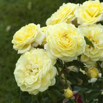 Роза мелкокустовая 'Солеро'