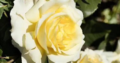 Желтые розы: 12 лучших сортов для сада