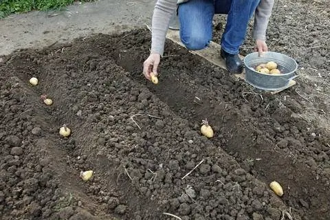 сажать картофель