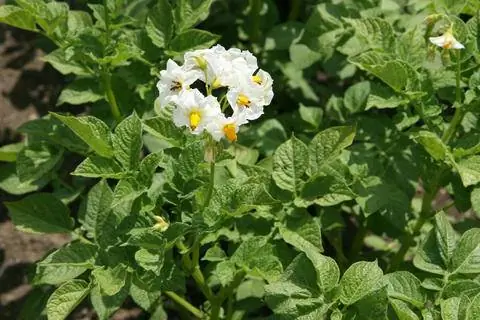 Цветущий картофель