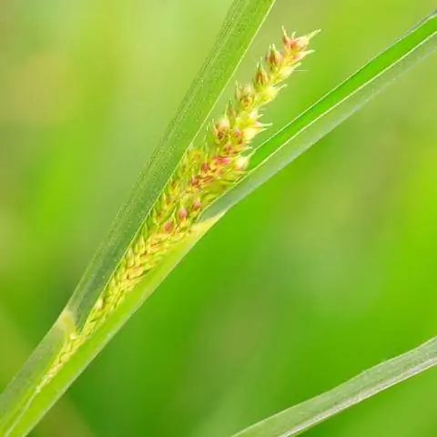 Соцветие ежовника