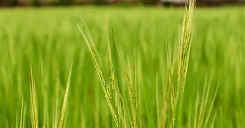 Как бороться с ежовником на газоне