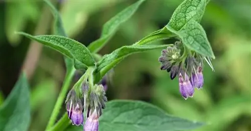 Навоз окопника: Просто домашний