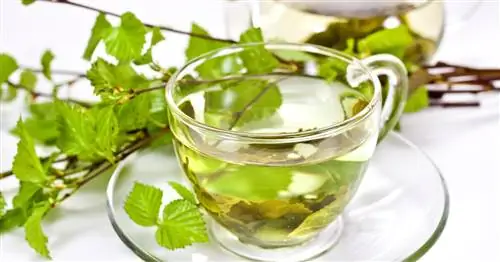 Чай из листьев березы: бальзам для мочевыводящих путей