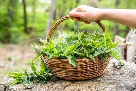 крапива в корзине