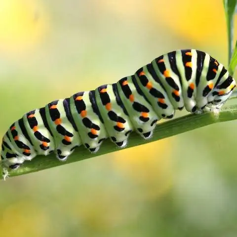 Гусеница-парусник