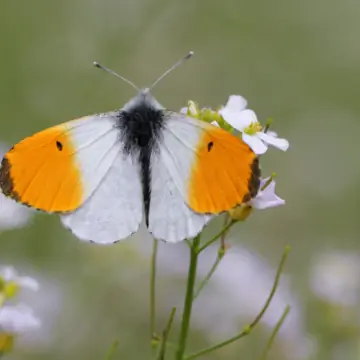 Аврора Баттерфляй