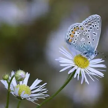 Обыкновенный синий