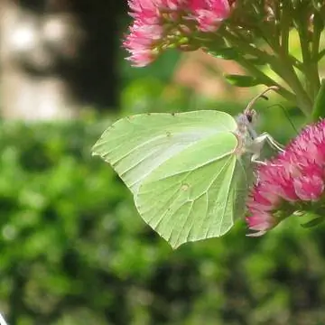 серная бабочка