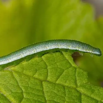 Гусеница бабочки Авроры