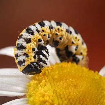 Гусеница крыжовниковой моли